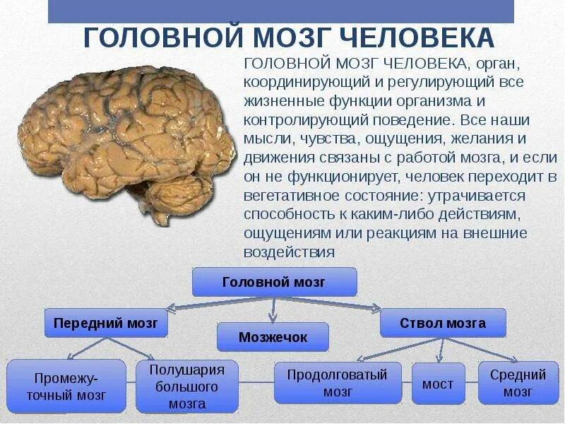 Структуры головного мозга биология 8 класс. Мозг человека строение и функции. Функции головного мозга человека. Мозг описание.