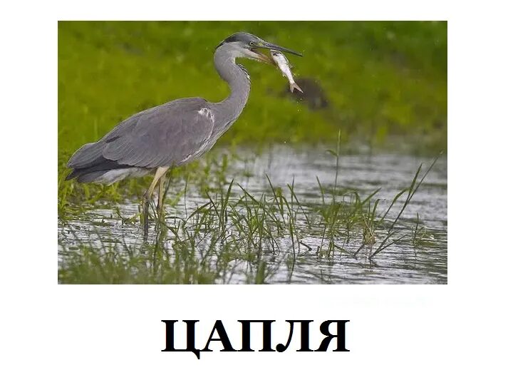 Шапля
