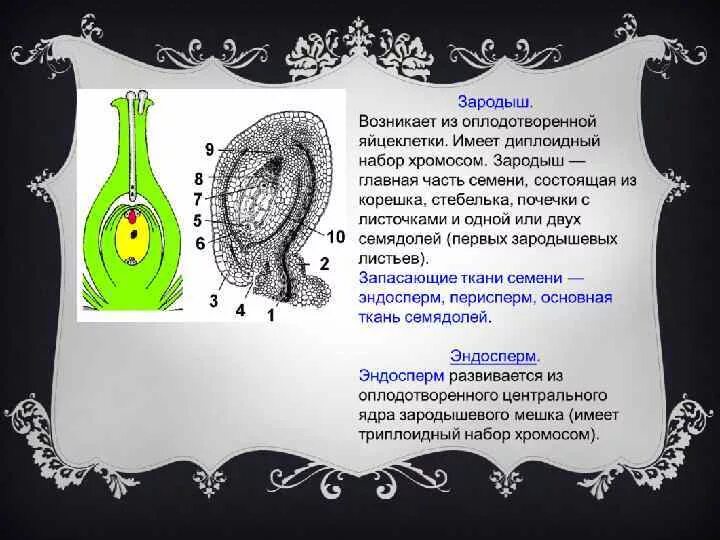 Сколько хромосом содержит клетка эндосперма. Диплоидный зародыш семени. Диплоидный эндосперм. Зародышевый мешок диплоидный набор. Триплоидный набор хромосом эндосперма.