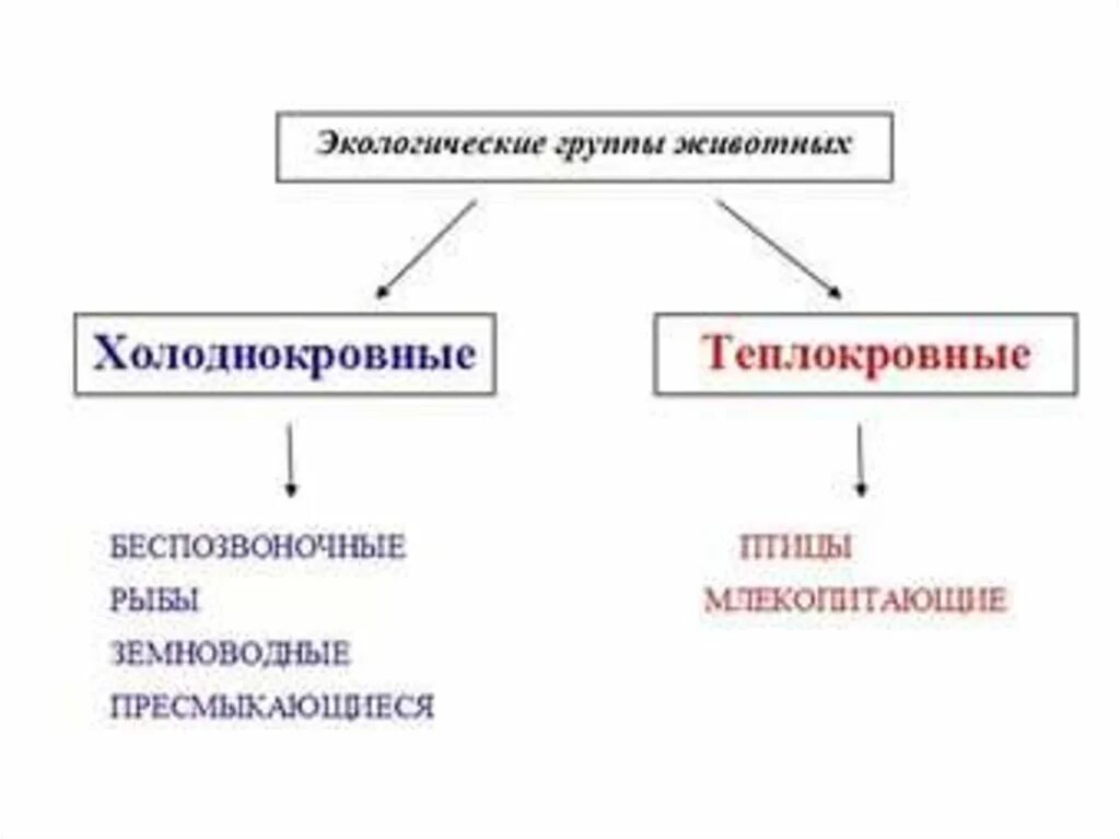 Теплокровные животные. Теплокровные и холоднокровные животные. Холоднокровные и теплокровные животные таблица. Теплокровность и холоднокровность.