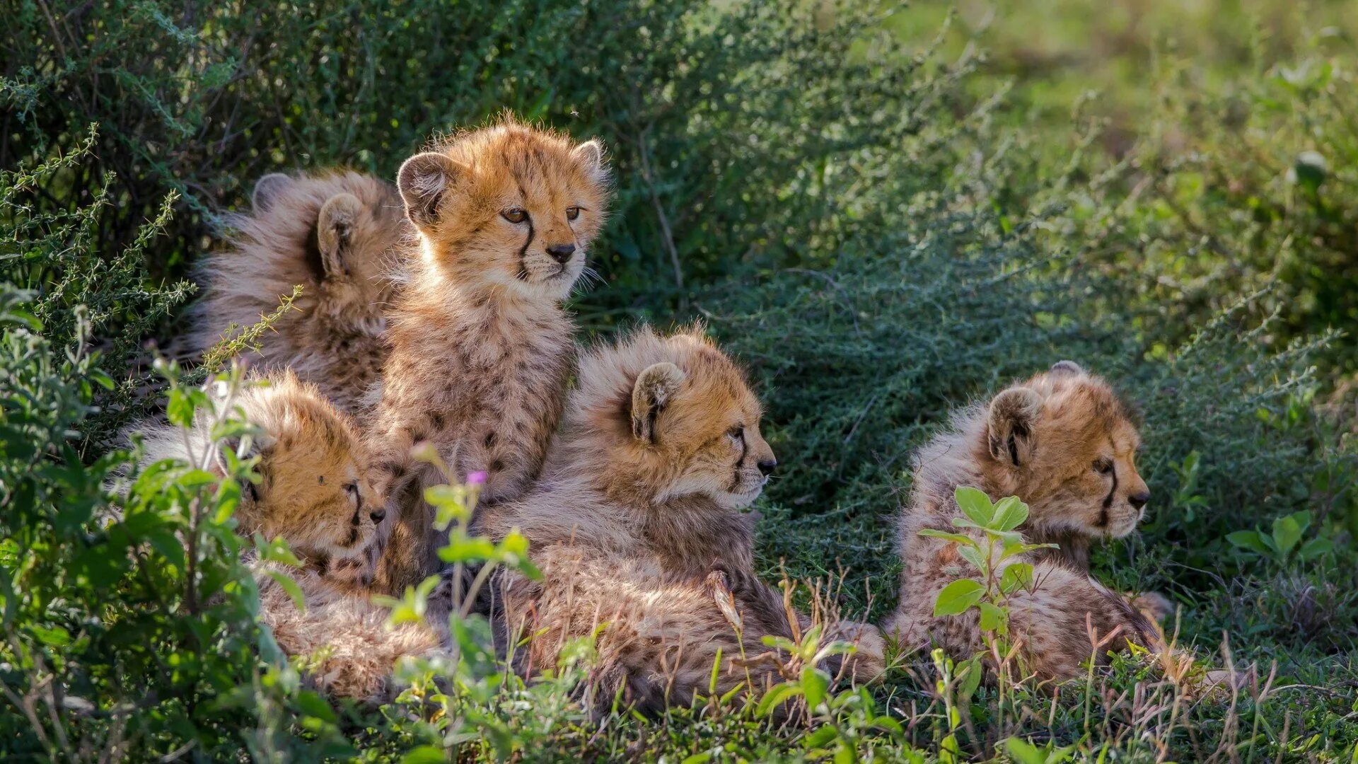 кабаниха с кабанятами. хищник в лесу. хищные животные. дикие животные фото. дикие звери.