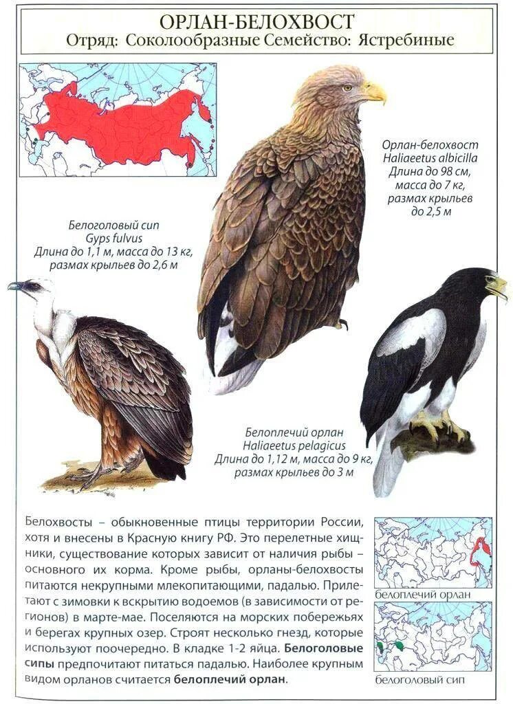 На каком материке обитает ворон обыкновенный впр. Орлан-белохвост описание. Орлан-белохвост красная книга России. Орлан белохвост красная книга краткое описание. Орлан Белохвостый красная книга краткое описание.