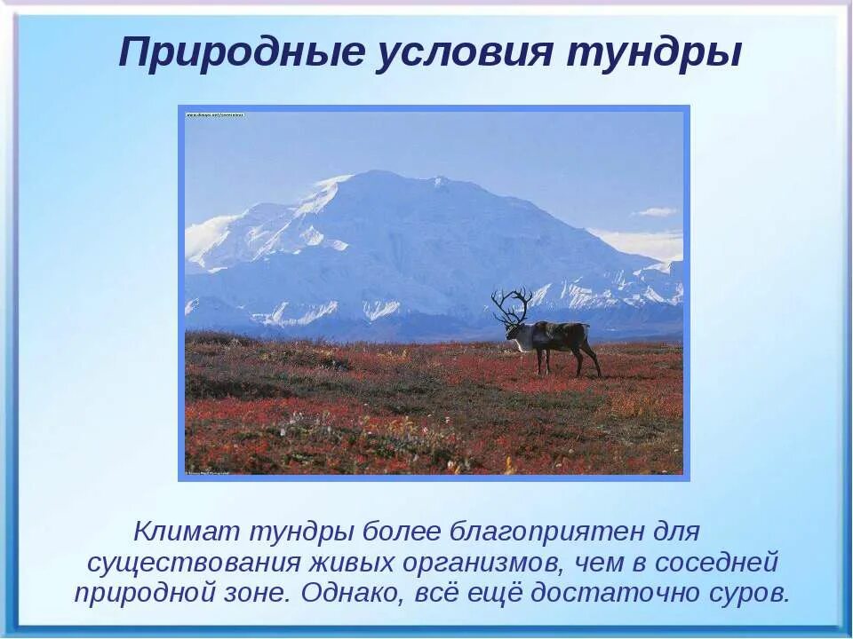 природные условия зоны тундры. описание тундры. тундра безлесная зона. тундра климатические условия природной зоны. сообщение о тундре.