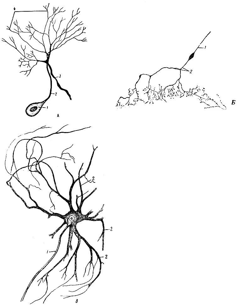 Короткие ветвящиеся отростки нервных клеток. Древовидная ветвящаяся Графика. Нервная ткань рисунок карандашом. Клетки с двойным букетом дендритов. Усик нервной клетки.