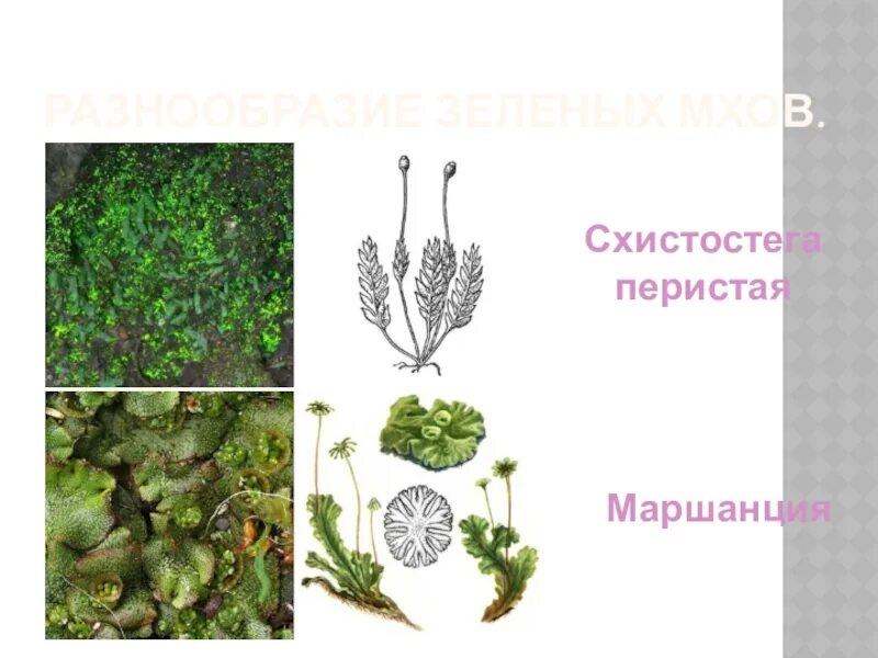 Урок по теме мхи 7 класс