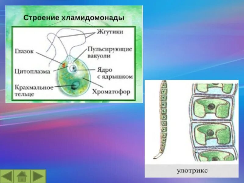 Хламидомонада и спирогира. Хроматофор улотрикса. Улотрикс водоросль строение. Строение хламидомонады и улотрикса. Многоклеточные зеленые водоросли улотрикс.