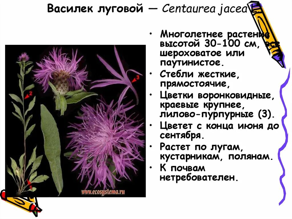 Какой тип питания характерен для василька. Василёк Луговой Centaurea jacea. Centauréajácea – Василёк Луговой. Василек Луговой характеристика растения. Описание василька Лугового.