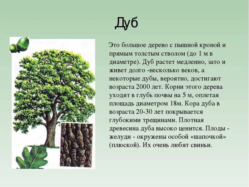 Деревья растут для всех кратчайшее содержание. Описание дуба. Доклад о дереве. Дуб дерево описание. Рассказ о дубе.
