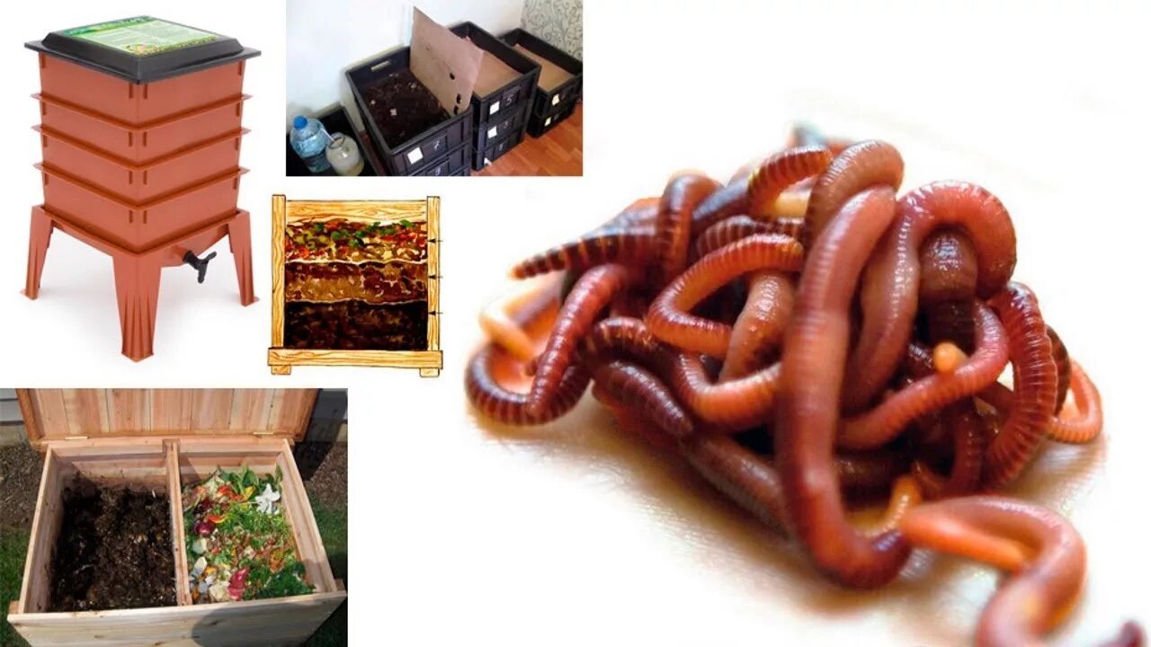 Разводим червей в домашних. Червь-Старатель и красный калифорнийский. Калифорнийский червь вермиферма. Калифорнийские черви ферма. Биогумус калифорнийский червь.