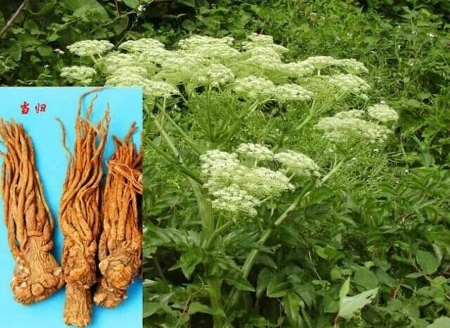 Summer Blooming Plants Virgo Kale In Vegetable Potted bonsai Approximately 100pc