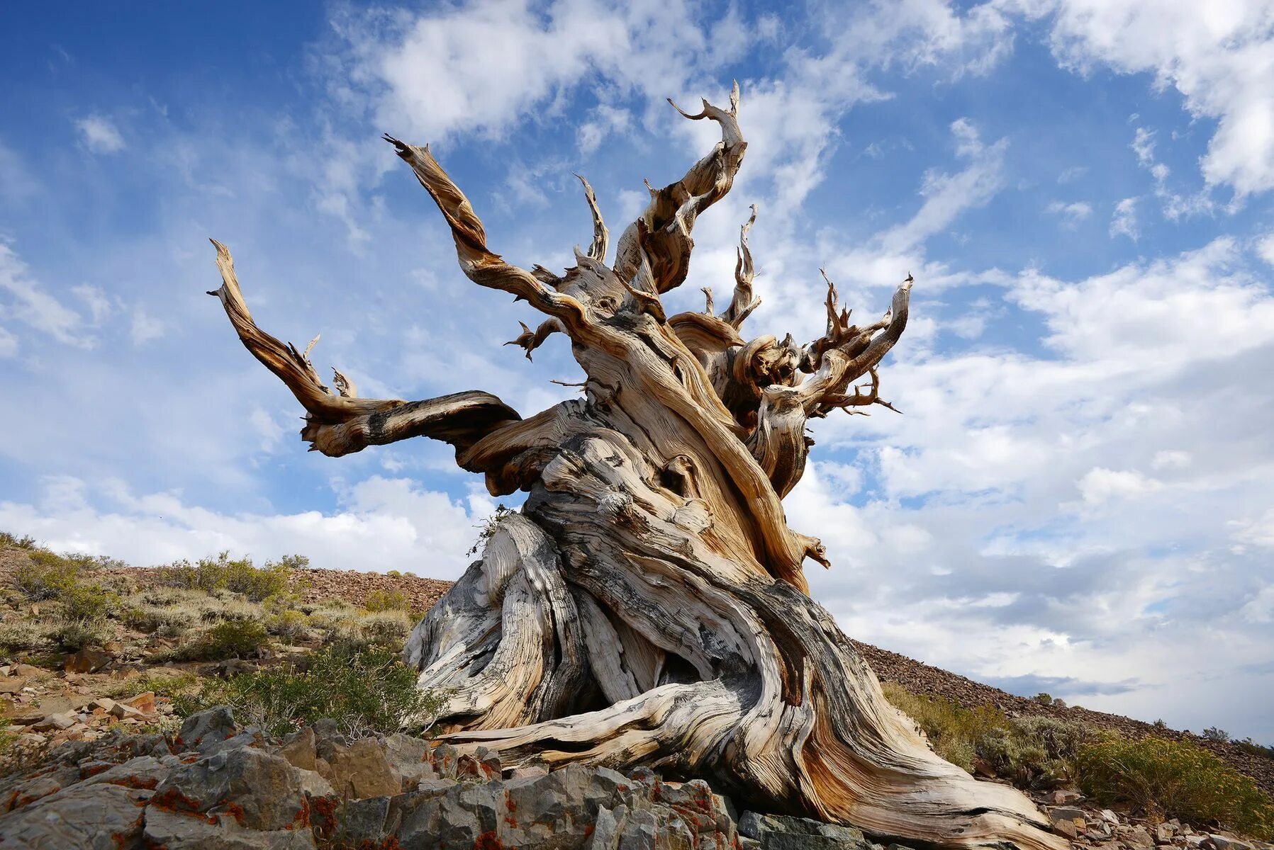 It is old tree