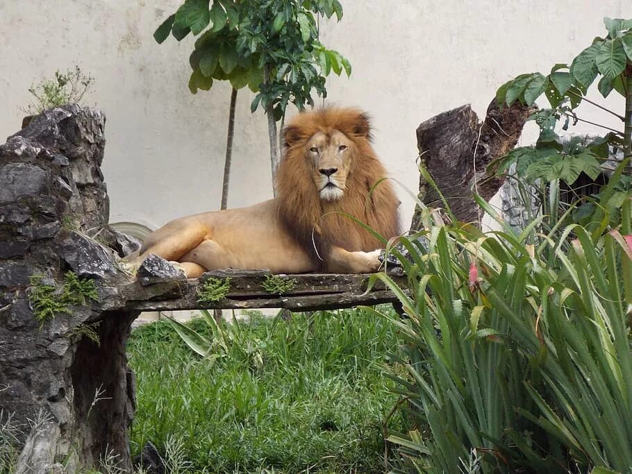 In the jungle lion. Пражский зоопарк Лев. Лев в Московском зоопарке. Лев в джунглях. Индийский Лев.