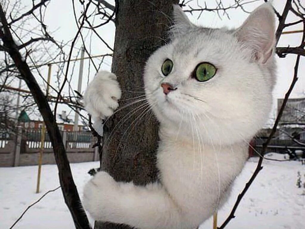 Вижу весну. Кот ждет весну. весна уже пришла. скоро весна коты. жду весну.