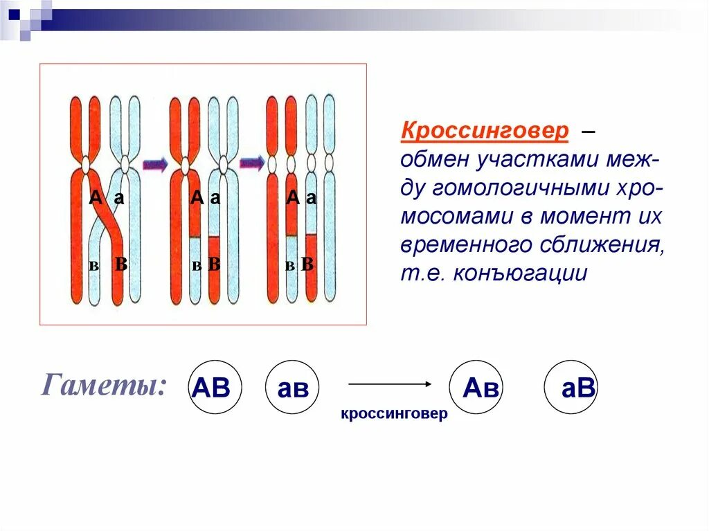 Механизм кроссинговера и конъюгации. Кроссинговер (обмен участками хроматид гомологичных хромосом).. Конъюгация и кроссинговер. Конъюгация хромосом.