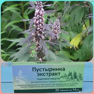 Помогает ли пустырник
