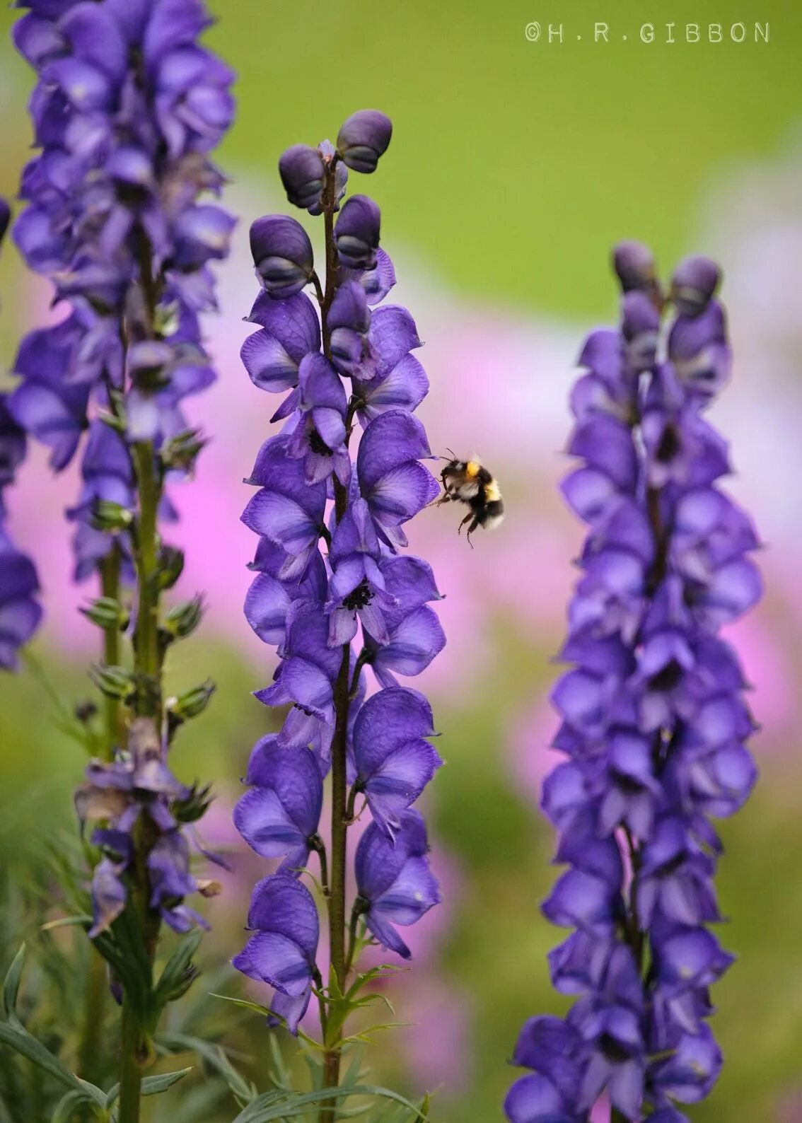 Ядовитый цветок с фиолетовыми цветами. Аконит. Аконит цветок ядовитый. Аконит белоустый. Аконит/борец клобучковый.