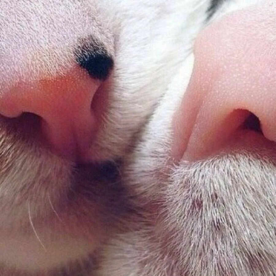 Кот тыкается носом. Нос кошки. носик котика. котики нос к носу. носик к носику животные.