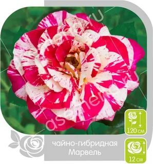 Marvels rose