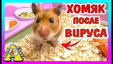 Хомяки алиса изи
