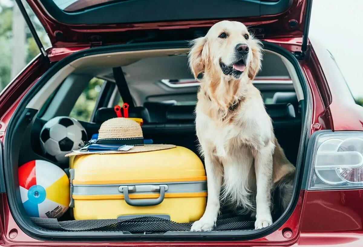 Car 4 pet. Собака в машине. Путешествие с собакой. Зоотакси. Путешествие с собакой на машине.