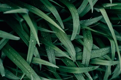 A closeup shot of dew on blades of green grass. 
