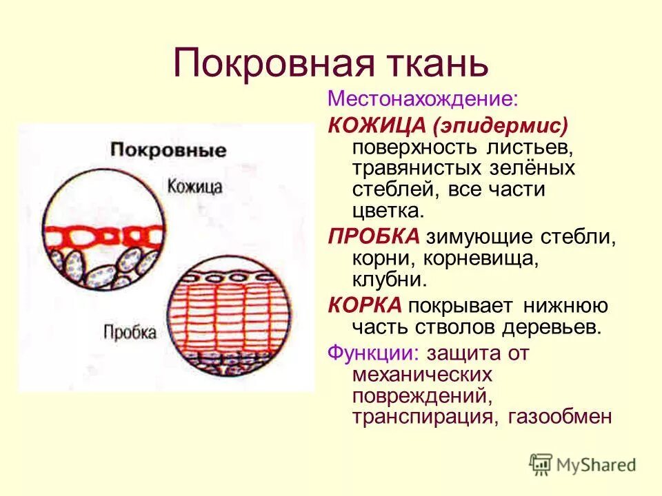 Покровная ткань строение и функции. Ткань строение место нахождения функции покровная ткань. клетки покровной ткани стебля функции. часть покровной ткани у растений. кожица и пробка ткань растений.
