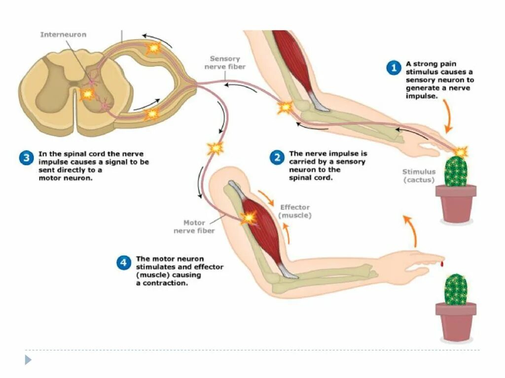 Импульсная дуга анатомия. Reflex Arc. Рефлекс на стене. Рефлекс Лазаря в медицине.