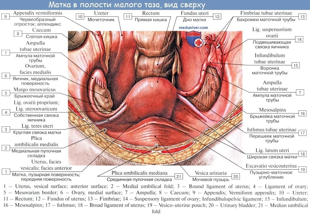 Большие внутренние половые. Анатомия строения женских органов малого таза. Топография маточной трубы анатомия. Матка малый таз анатомия. Матка маточная труба яичник анатомия.