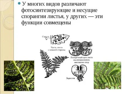 Какая функция у листьев папоротника