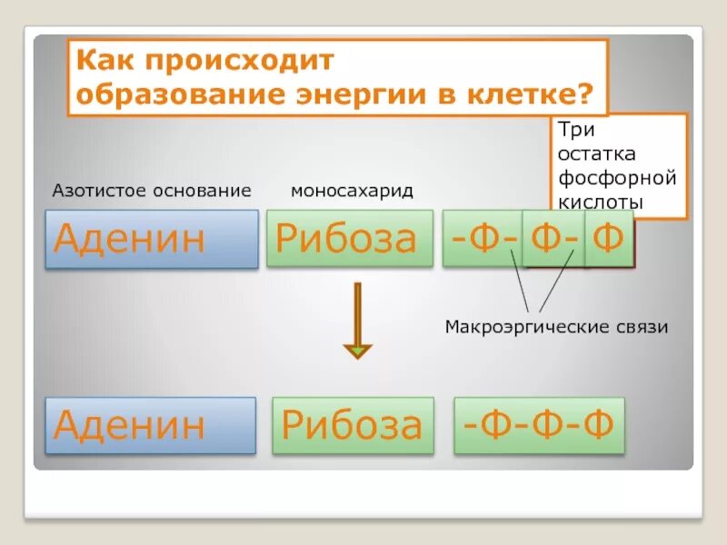 Метаболизм презентация 10 класс. Аденин рибоза три остатка