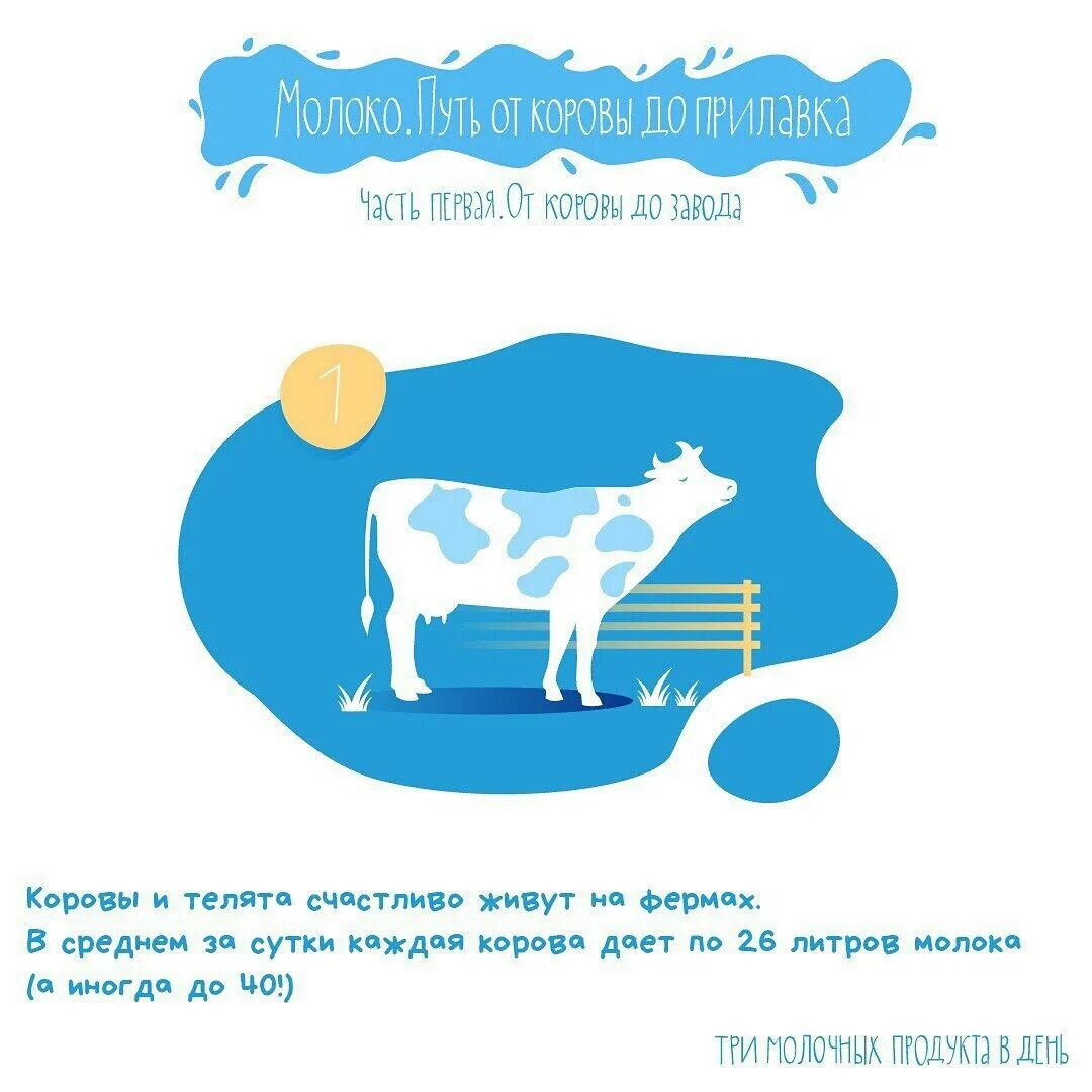 Молоко полученное от коровы 5. Путь молока от коровы. От коровы до прилавка. Путь молока от коровы до потребителя для детей. Откуда берется молоко.