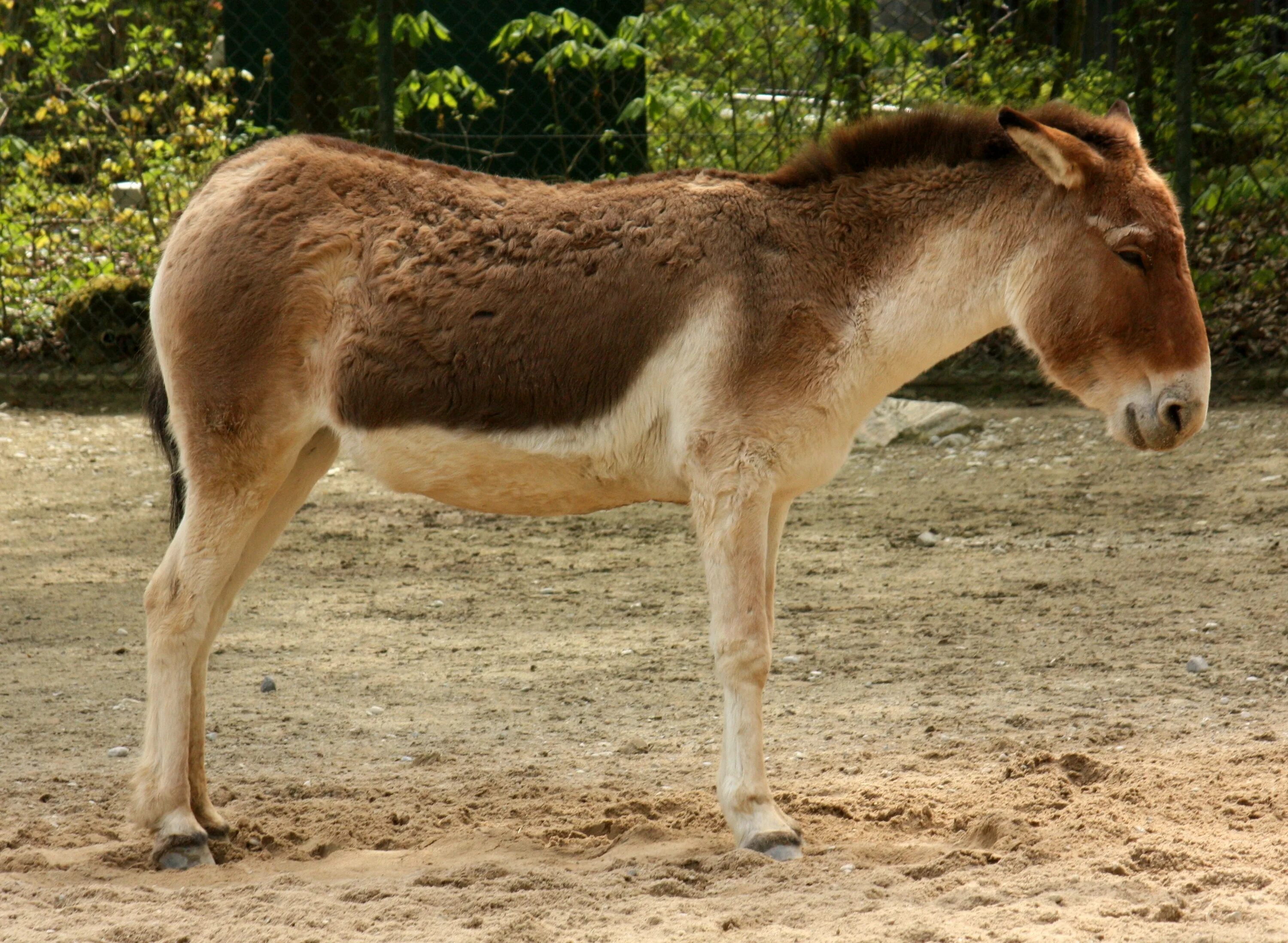 Дикий осел обитающий в передней азии. Кианг (equus kiang). дикий осел кианг. кианг тибетский осёл. кианг китай.
