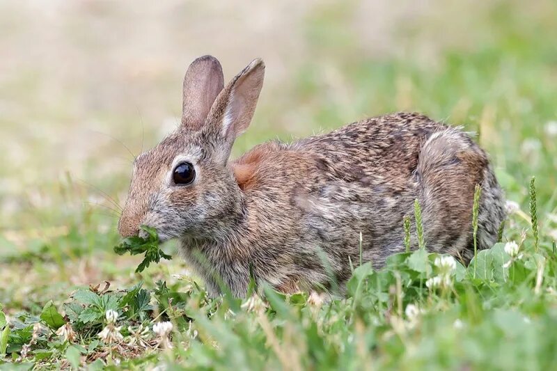 Туляремия возбудитель болезни. Малая чума. Бубонная чума пути передачи. Малая чума. Бубонная чума пути заражения.
