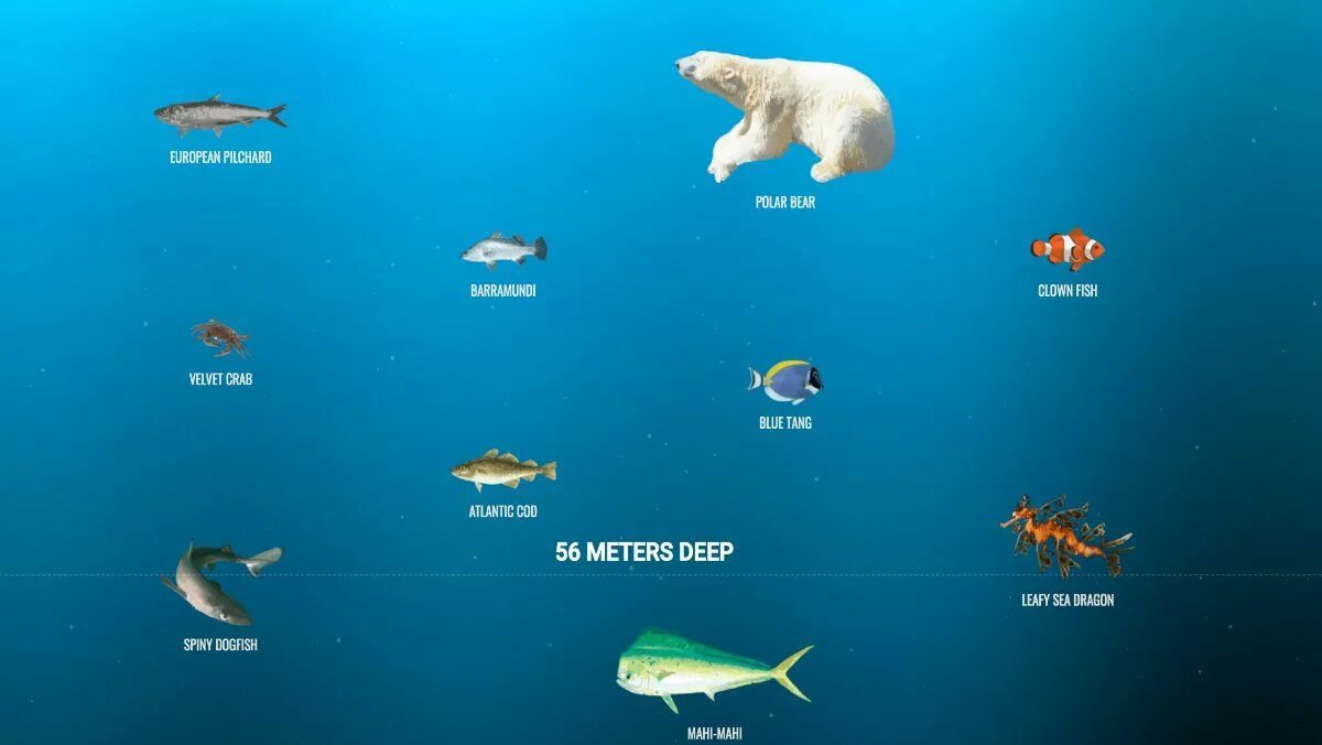 Атлантический океан фото под водой. Deep sea neal. Fun глубокое море. Deep sea neal. Fun глубокое море.