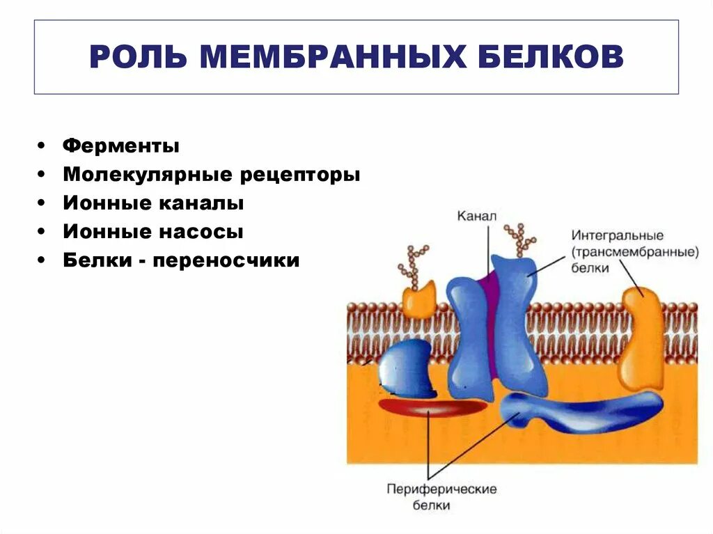 Картинки СТРОЕНИЕ РЕЦЕПТОРА