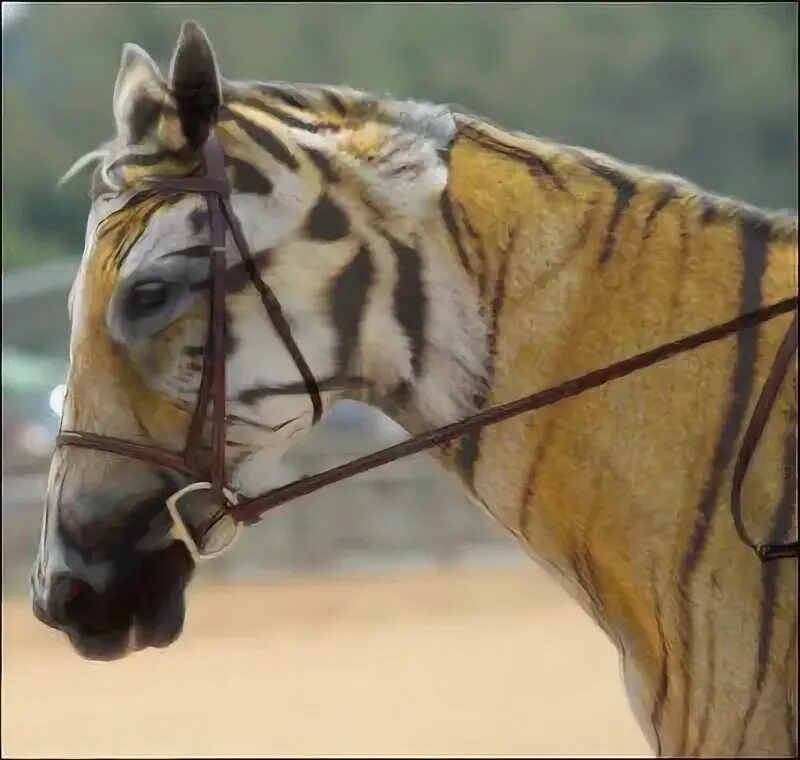 Тигр и лошадь. Лошади породы тайгер. Tiger horse. Тайгер лошадь. Дрыкганты лошади.