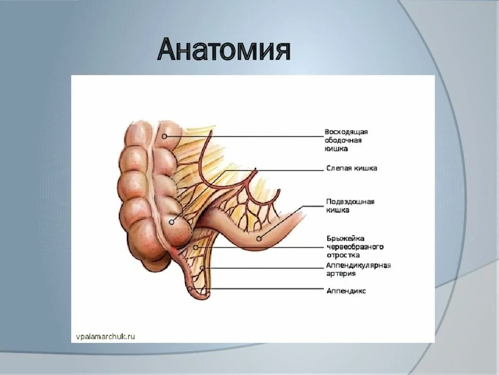 Слепая и подвздошная кишка. Брыжейка червеобразного отростка анатомия. Строение аппендикса анатомия. Строение червеобразного отростка. Строение червеобразного отростка анатомия.