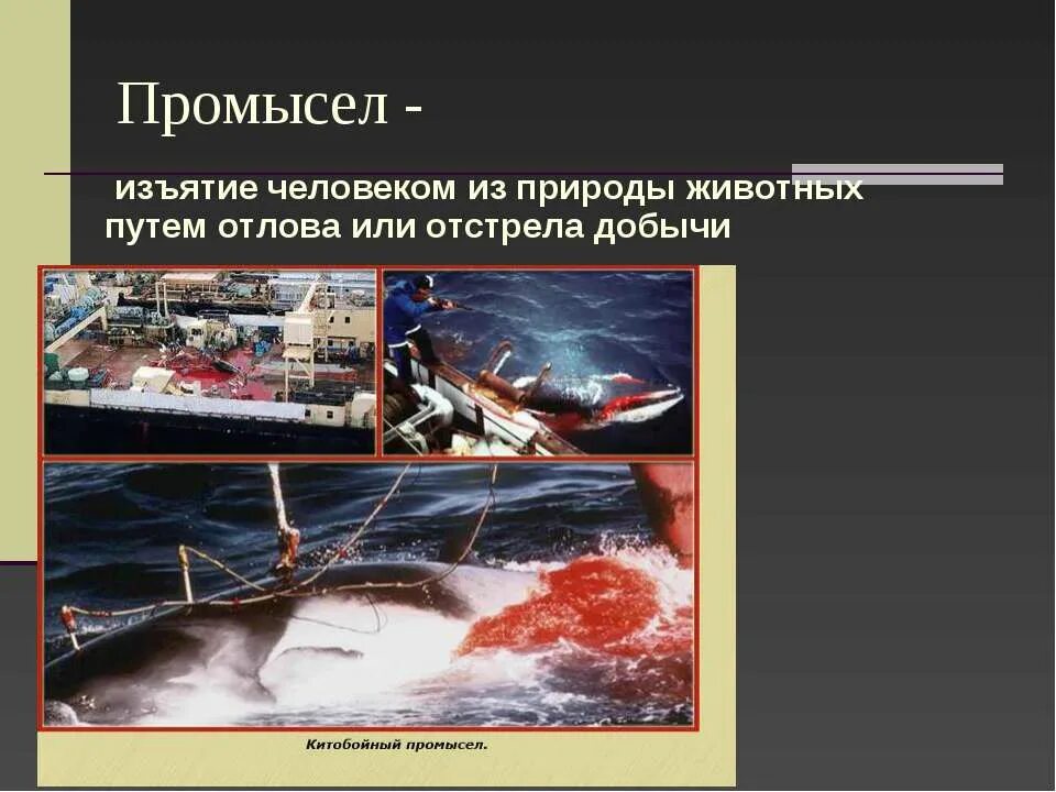 Воздействие человека на животный мир. Влияние человека на животных презентация. Воздействие человека на животный мир. Влияние человека на животных презентация. Прямое и косвенное влияние человека на животных.