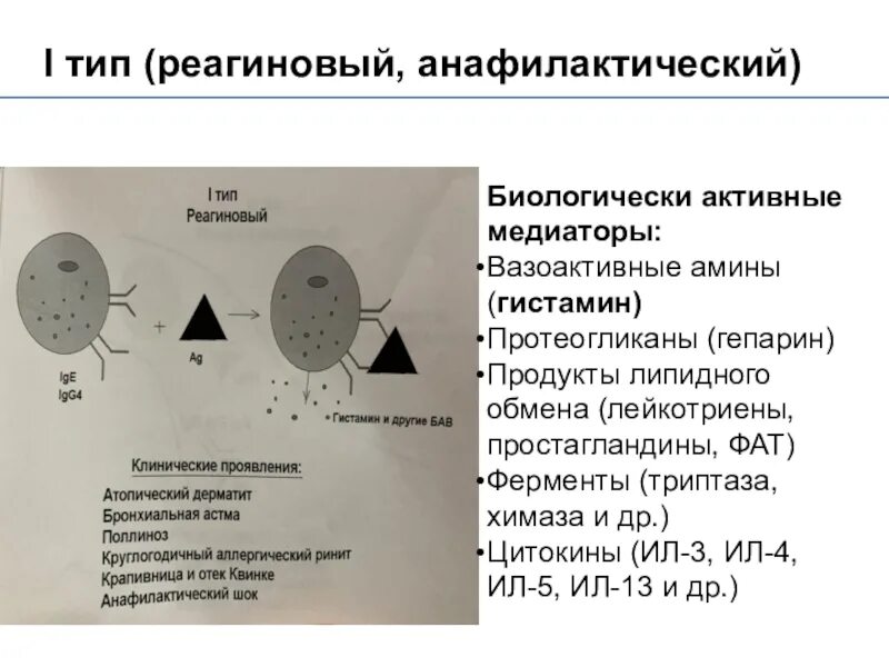 Реагиновый тип реакции. Аллергические реакции реагинового типа. реагиновый тип аллергических реакций. реагиновый тип аллергических реакций механизм. схема реакций реагинового типа.