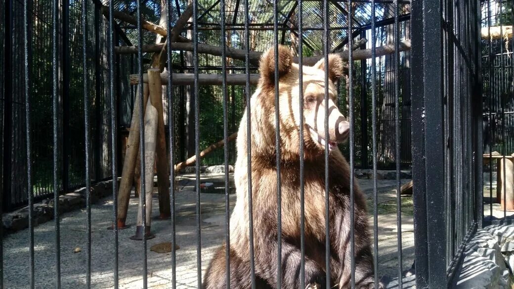 Читинский зоопарк Чита. Амодово Чита зоопарк. Зоопарк Радуга Чита. Медведь в зоопарке. Зоопарк коды