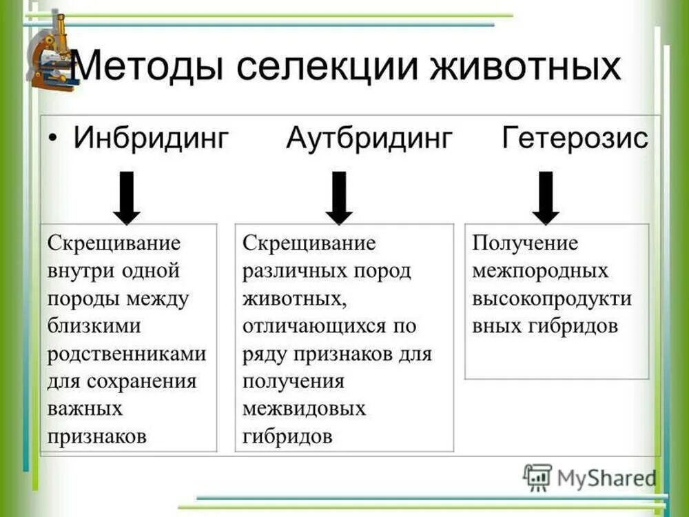 Скрещивание особей в селекции. Методы селекции таблица инбридинг аутбридинг. методы селекции (аутбридинг, инбридинг, отбор).. методы селекции животных инбридинг аутбридинг гетерозис. аутбридинг в селекции растений.