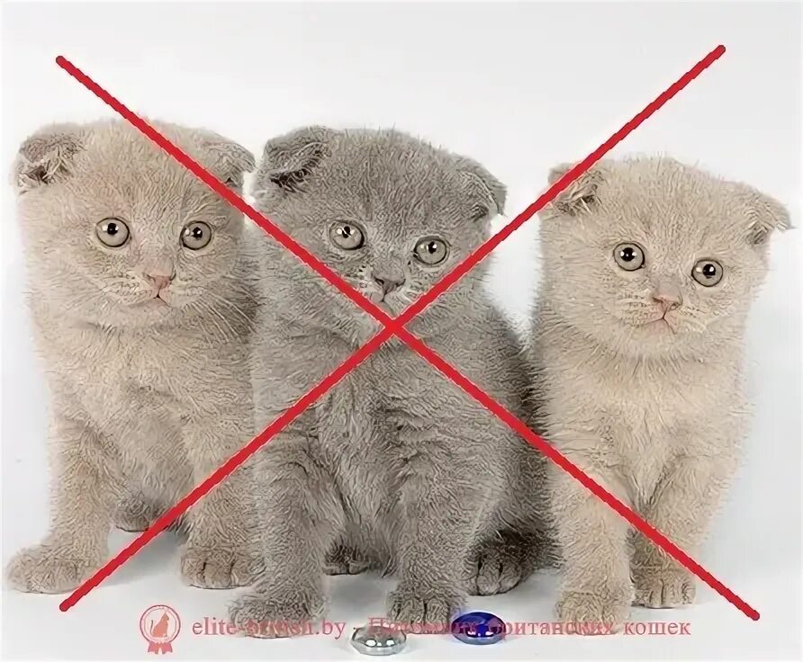 Как определить шотландца