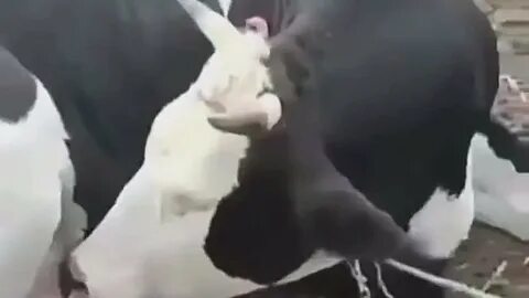 Пьет ли корова молоко