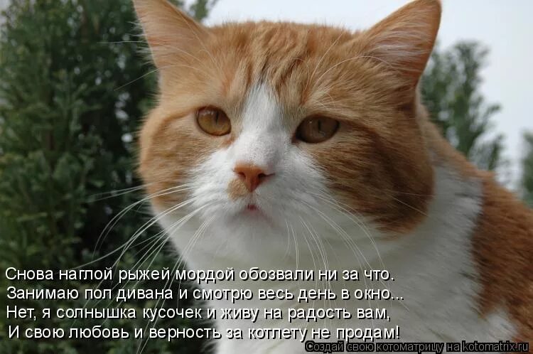 кот обжора. приколы про наглость. смешно когда знаешь правду а тебе врут. кот васька. наглая кошачья морда.