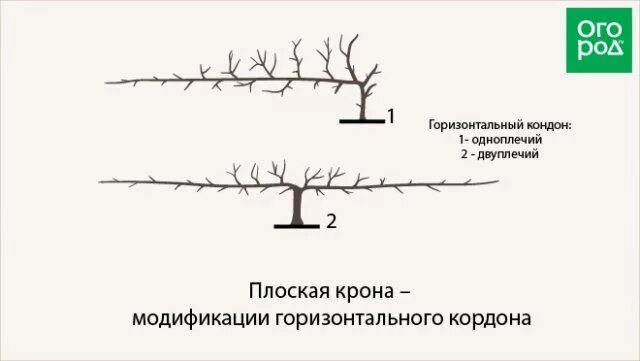 Плоская крона. Плоская крона. Плоская крона. Формирование плоской кроны яблони. Чашевидная крона яблони.