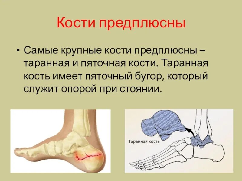 Пяточный бугор. Строение пяточной кости анатомия. пяточный бугор пяточной кости. пяточная и таранная кость. таранная кость кость.