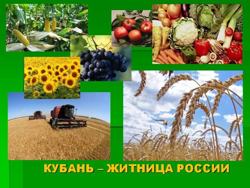 Изучение кубановедения