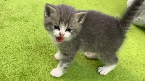 Котенок шипит что делать