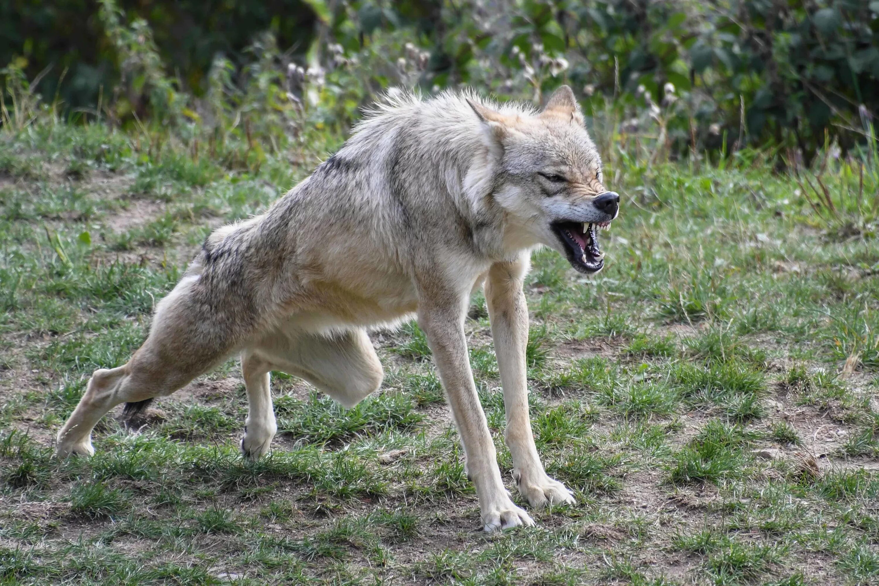 Гибрид волка и койота. Агрессивный волк. Болотный волк.