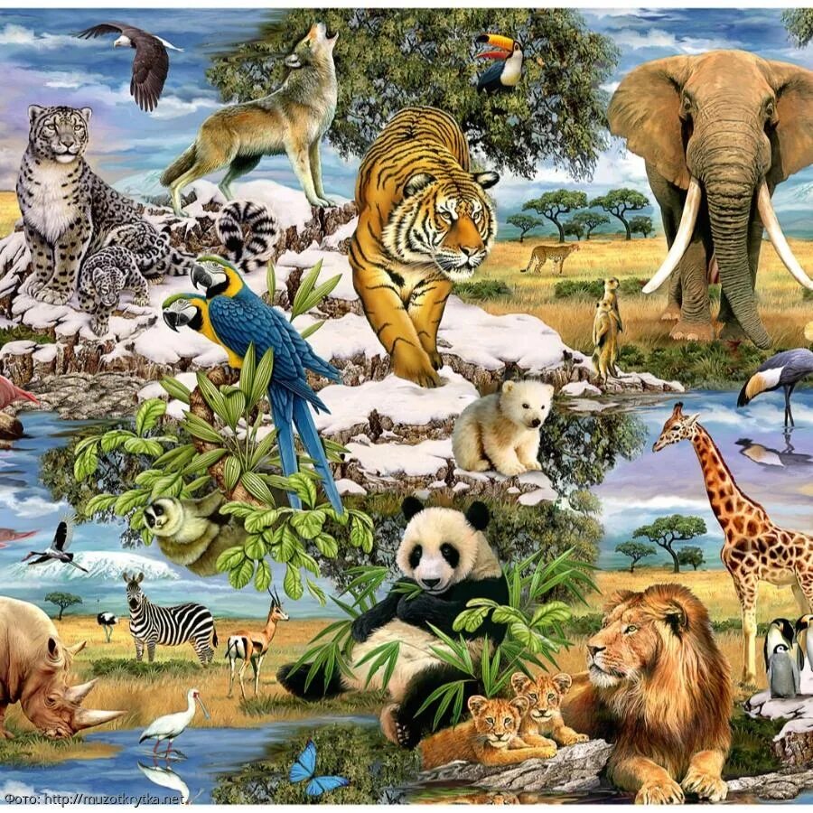 Картинка многих животных